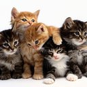 Catlover73