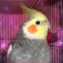 jessef2004