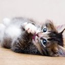 kitty1101