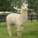 PhanAlpaca