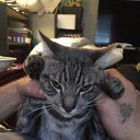 hippykitty