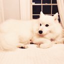 AlaskaFuzz