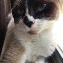 daisycat0