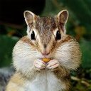 Chippie