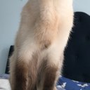 MyCatDrake