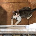 Greykitty