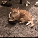 Spicy_Tuna