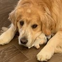 airbud