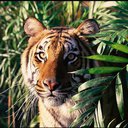 LeafyTiger