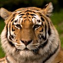 tigersrule