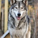 Wolfdog