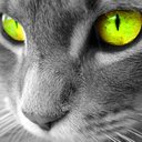 caticorn90