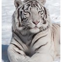 Tigers_Fan