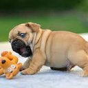Ilovedogs9
