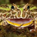 bagelfrog