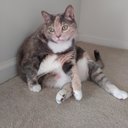 Lracat2000