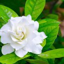 petal55