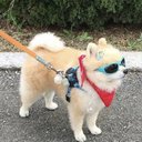rad_dog