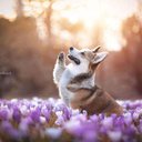 marie_37