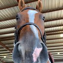 Horseknots