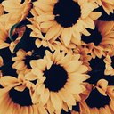 sunflwr