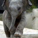 ellephants