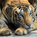 Tigger_cat