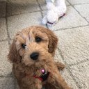 dogbraclet