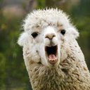 llamalilly