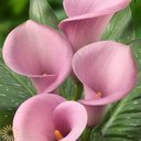 Flor_g