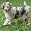 tinytinkle