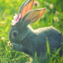 bunnyknots