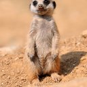 Izzycamel