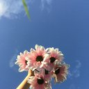 emma_galli