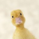 -duck-