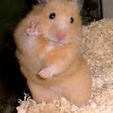 hamsters56