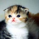 BubbaCoota