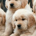 12345puppy