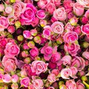 arwa1420_