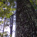 MrTree