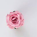 Roses_27