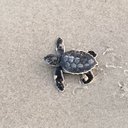 HonuHonu
