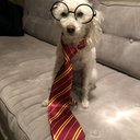 CutieCat88