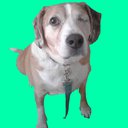 Pawsknot
