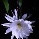 Epiphyllum