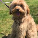 maisiedog