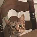CraftsyCat