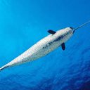 narwhal16