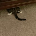 CraftsyCat