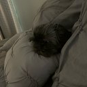 puppy_luv